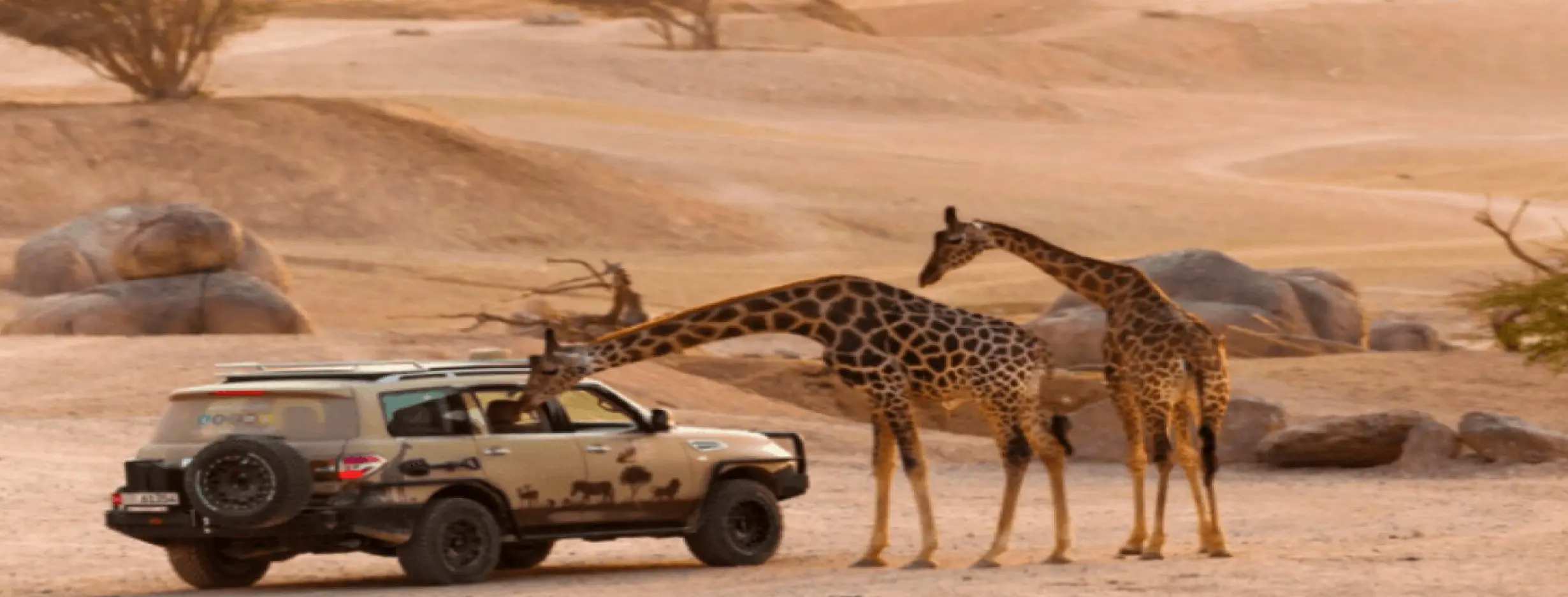 Image for Zoo Safari